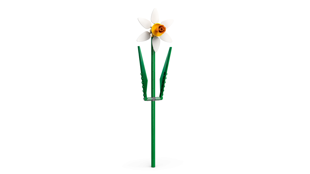 40747 daffodils 3 1024x576