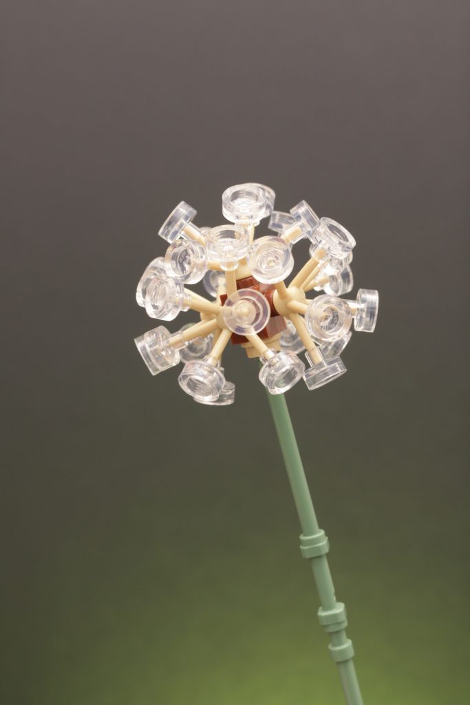 LEGO Botanicals 30701 Field Flowers review 2 683x1024